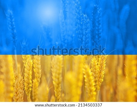 Grain field in the colors of the flag of Ukraine. Solidarity with Ukraine