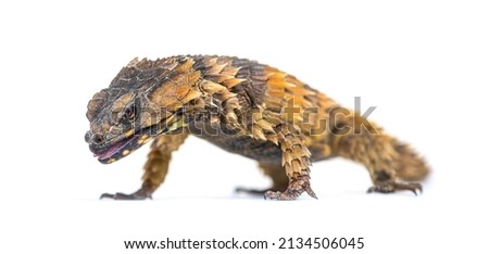 Armadillo girdled lizard, Ouroborus cataphractus, Isolated on white Royalty-Free Stock Photo #2134506045