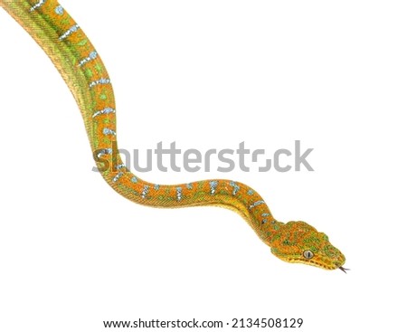 head shot of Juvenile Emerald tree boa, sniffing with its tongue. Corallus caninus Royalty-Free Stock Photo #2134508129