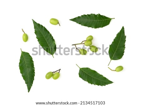 Neem or azadirachta indica leaves and fruits isolated on white background with clipping path.top view. Royalty-Free Stock Photo #2134517103