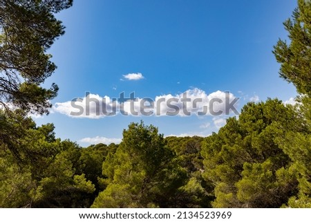 a white cloud in a bright blue sky between green trees. 
harmonious background for a wallpaper. 