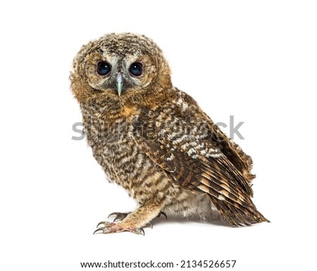 One month old Tawny Owl, Strix aluco, isolated Royalty-Free Stock Photo #2134526657