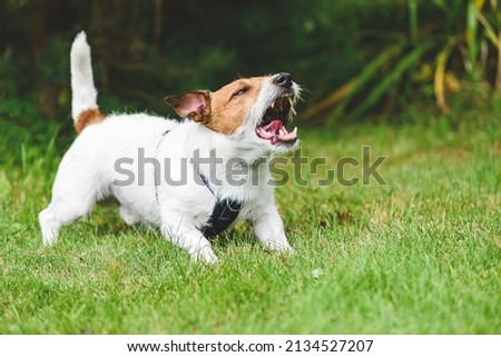 Neighbour's dog howling, whining and barking loudly making annoying noise at backyard Royalty-Free Stock Photo #2134527207