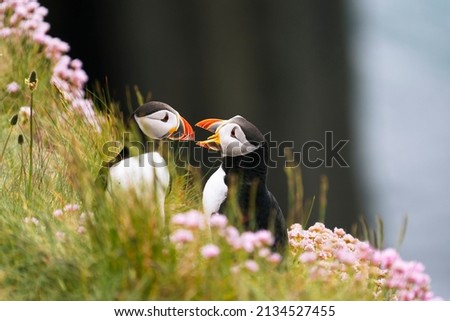 Two Atlantic puffins (Fratercula arctica) sitting on green grass with pink flowers, Treshnish Isles, Scotland Royalty-Free Stock Photo #2134527455