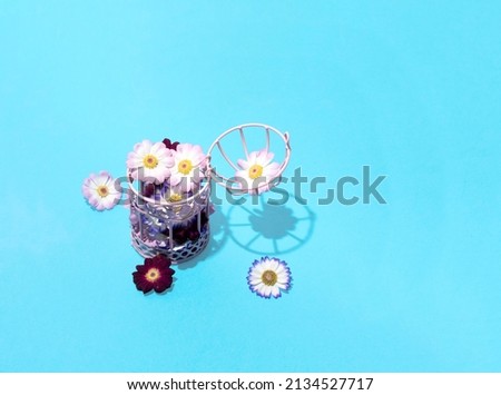 Open pink bird cage full of daisy flowers, minimal creative spring floral arrangement against bright blue background. 
