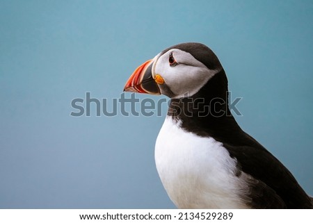 Atlantic puffin (Fratercula arctica) closeup with a neutral blue background Royalty-Free Stock Photo #2134529289