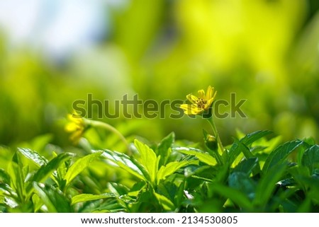 yellow flower with bokeh or blur background