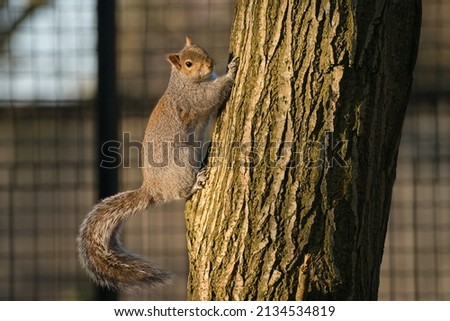Eastern gray squirrel (Sciurus carolinensis) - grey squirell climbing tree. Tree trunk. UK, England Royalty-Free Stock Photo #2134534819