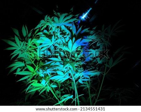 Picture of a weed plant with a black backdrop ideal for a product logo