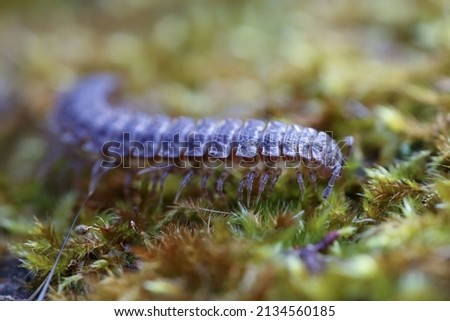 Polydesmus is a genus of millipedes in the family Polydesmidae Royalty-Free Stock Photo #2134560185