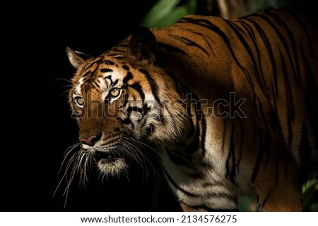 pictures of tigers in nature
