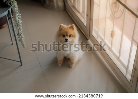 Pomeranian dog sits at the door and wants to go outside. A dog laying down in front of a front door with a sad expression waiting for the arrival her owner to come home Royalty-Free Stock Photo #2134580719