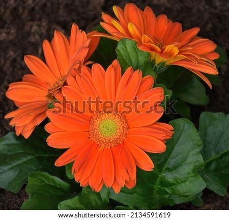The beautiful orange gerbera daisies, the orange is often associated with enthusiasm, energy and warmth. 