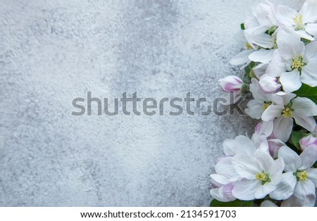Spring background. Blossom flowers on concrete backdrop. Top view. Copy space.