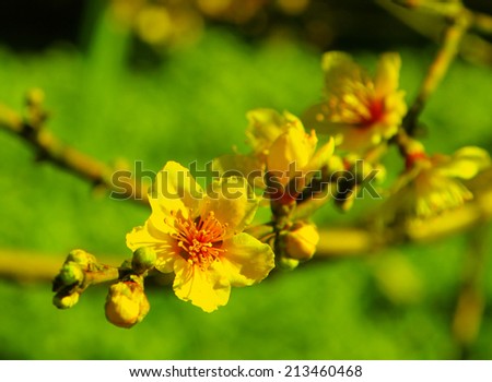 closeup of beautiful unique yellow cherry blossom flower