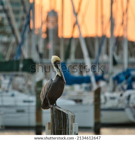 Selective focus of a pelican perched on a post at a marina in St. Petersburg, Florida during sunset