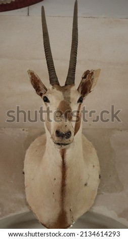 Oryx at North Sedra Farm Qatar