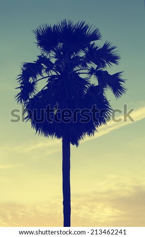 Sugar Palm in Twilight sky