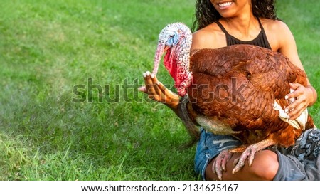 Male domestic turkey sitting on an African American woman's lap with grass in the background stock photo