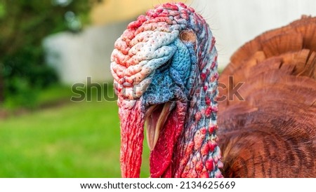 Close up of a turkey face. Turkey looking directly at camera