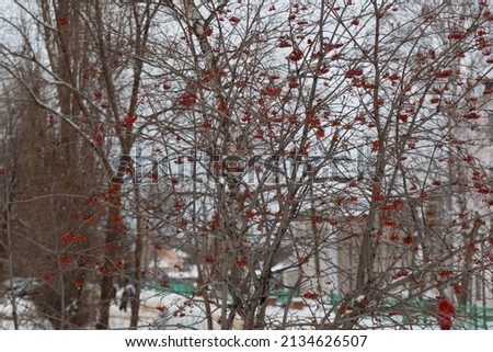 Clusters of red rowan berries, covered with white snow. Branches of a tree, with large clusters of red berries.