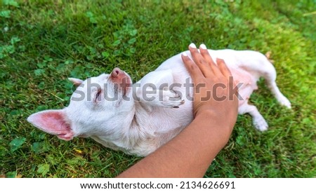 White chihuahua puppy getting belly rubs stock photo