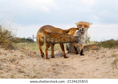Red Foxes Standing on the Sand Against A Sky Background