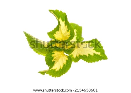 Bright green yellow coleus leaves on a branch in spring close-up on a white isolated background