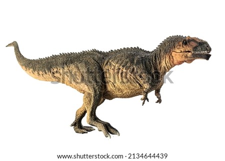 Giganotosaurus   , dinosaur on white background .