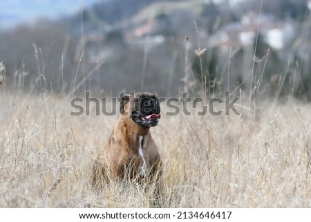Portrait of Boxer dog running in the nature