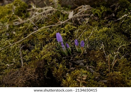 Early blooming crocuses at the base of a tree. Small purple and white flowers surround by moss. Close up image.