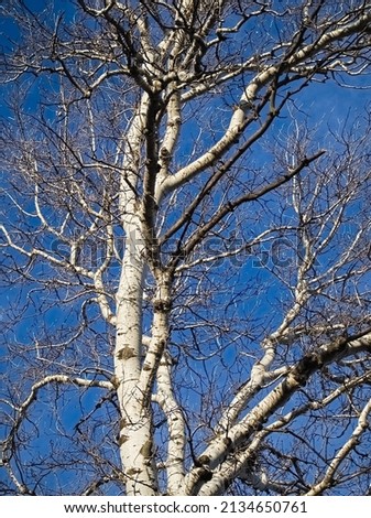 Tree with White Bark without Leaves Closeup