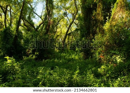 The green forest with a beautiful light. Beautiful lush vegetation texture and pattern.	