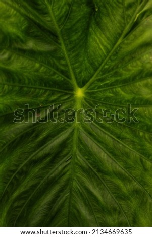 close up Taro leaves (Colocasia esculenta, talas) with natural background. Colocasia esculenta is a tropical plant grown primarily for its edible corms, a root vegetable most commonly known as taro.