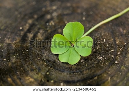 Perfect 4 leaf clover. Four leaf clovers are rare and symbolize good luck or a lucky shamrock for St Patrick's day.