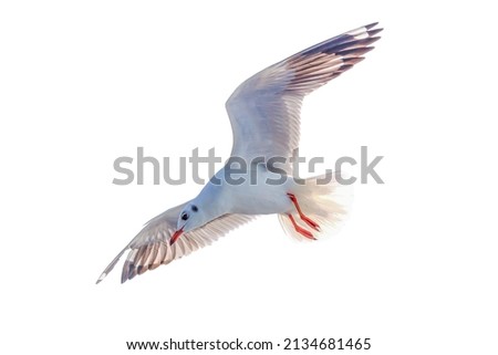 flying pigeon bird action on isolated