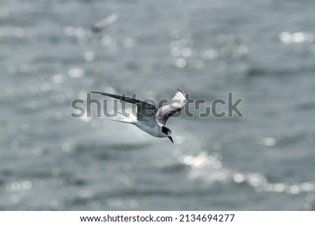 Seagull flying over the sea. Common Tern (Sterna hirundo) is a seabird in the family Laridae. The terns are small to medium-sized seabirds closely related to the gulls, skimmers and skuas. Royalty-Free Stock Photo #2134694277