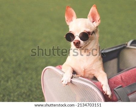 Portrait of brown chihuahua dog wearing sunglasses  in traveler pet carrier bag on green grass, ready to travel. Safe travel with animals. Royalty-Free Stock Photo #2134703151