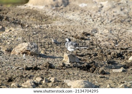 View of Black-backed wagtail searching for food