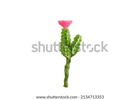 Handmade cactus isolated on white background. With clipping path