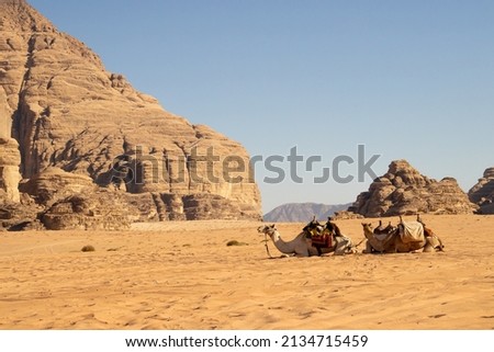 Camels lie on the sand in the desert