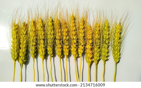 Yellow and green wheat ears or heads isolated on white background. set with clipping path. Perfect grains
