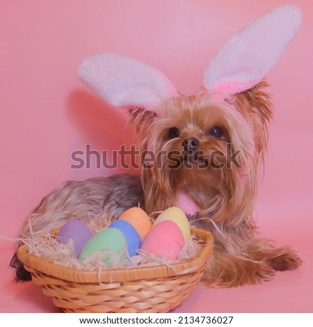 Dog with ears and a basket of eggs on a pink background
