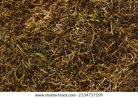 texture of grass in autumn or early spring meadow