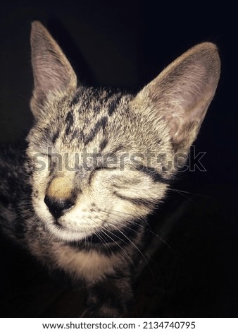 defocused photo, beautiful cat with black background