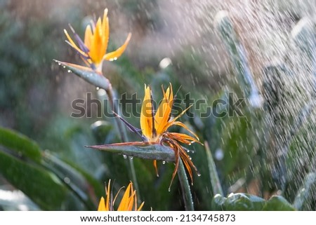 Watering exotic strelitzia reginae - bird of paradise plant growing in botanical orangery. Workers taking care of tropical plants in greenhouse, winter or indoor garden. Gardener and florist work Royalty-Free Stock Photo #2134745873