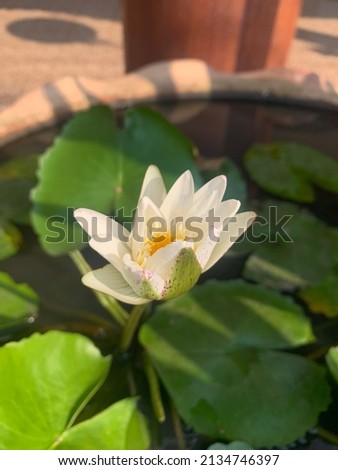 The white lotus that is in full bloom  The lotus stamens are yellow.  The lotus flower is white.  There are green leaves with red spots. This picture focuses on the lotus flower.