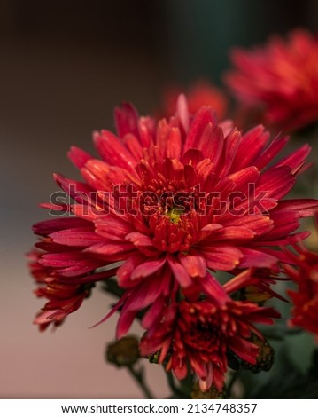 red chrysanthemums, autumn flowers. Floral background. Gift card, blossom pattern. Flowering, nature wallpaper. Fall season. Gardening concept. Isolated red bloom in green background. 