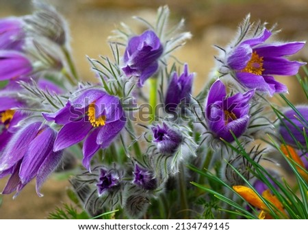 Flowers of the Windflower or Pulsatilla Patens.First spring blooming flower, purple plant macro, dream grass Royalty-Free Stock Photo #2134749145