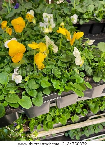 Young viola cornuta pansies seedlings flowers in yellow and white colors in a flower garden shop close up